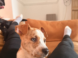 Sharpei x staff