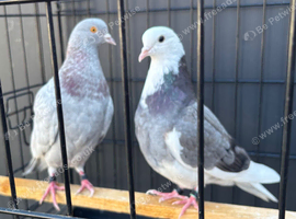 Roller / tumbler pigeons