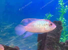 angel fish / blue acaras - wanted