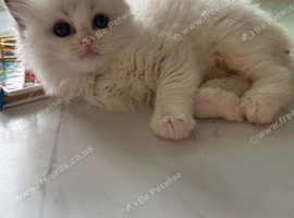 Pure Ragdoll Kittens &ndash; Available for Reservation