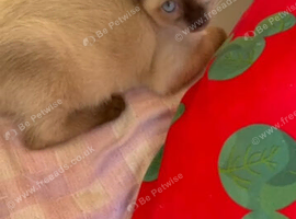 14 weeks ragdoll   mix Sphynx Girl &ndash; Blue Eyes