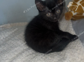 Little black boy