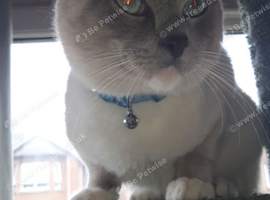 Ragdoll stud