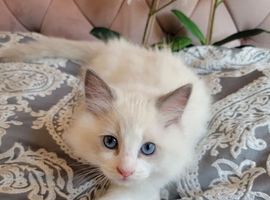 Adorable Ragdolls Kittens