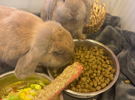 Mini lop
