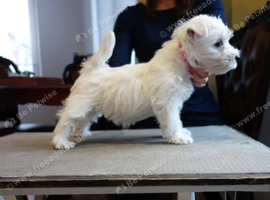 White In Colour West Highland terrier puppies