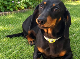Miniature dachshund