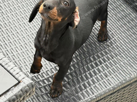 Daisy the dachshund