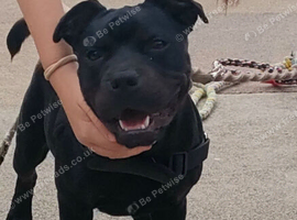 6 months old staffy x male