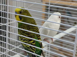 Young budgies pair