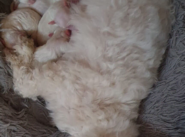 I sell puppies Bichon Frise