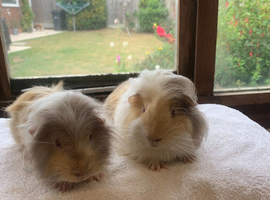 Sweet Baby Longhaired Guinea Pig Boars