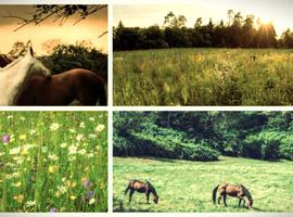 Holistic Small Herd Grass Livery Available