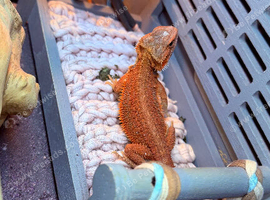 Red Monster baby Bearded Dragons