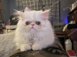 Beautiful white Persian girl - 10 months old