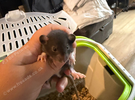 Rat pups all male dumbos