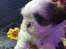 Kennel Club Registered, Top bloodline Imperial Babies
