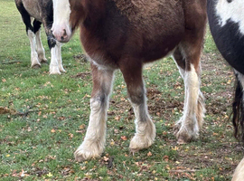 Lovely bay colt