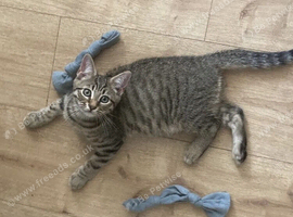 SILVER BENGAL X KITTEN