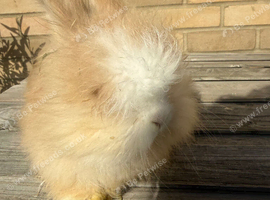 Pure bred Angora