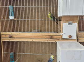 Breeding cages x 4