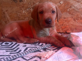 Labrador puppies for sale