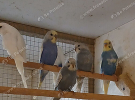 Baby Budgies and a few adult for sale