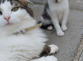 Mix of kittens ready now