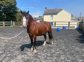 Boyo unregistered sec C cob 3 year old gelding