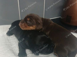 Cocker spaniel bitch puppy