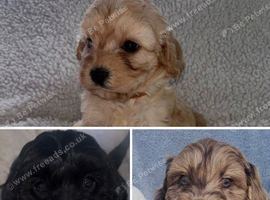 Beautiful F1 Cavapoo Puppies READY TO LEAVE