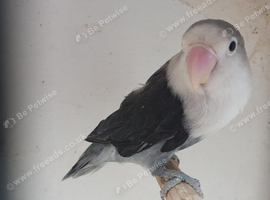Dbblue/ slate ficher lovebirds
