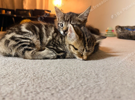 Gorgeous kittens