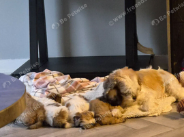 Puppies for sale