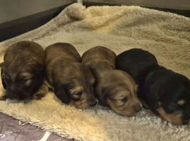 Kc reg miniature daschunds long hair
