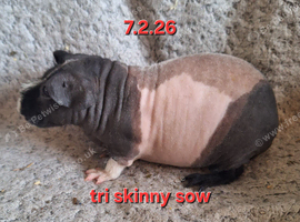 Female skinny sows. Babies and adults