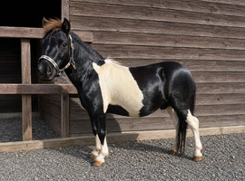 Miniature Shetland colt 3 year old