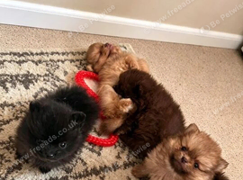 Champion bloodlines Pomeranian