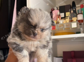 Exotic Pomeranians