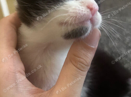 My 7 Cute Kittens!
