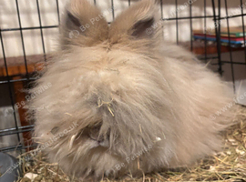 Angora proven Buck
