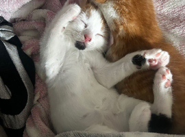 3 females