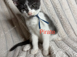 Last 4 Female Kittens Looking for Their Forever Homes