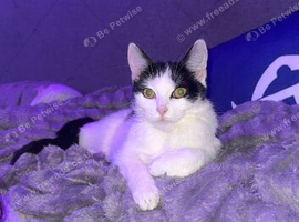 Looking for a loving home for my 3 cats due to change in circumstances