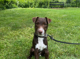 Patterjack male