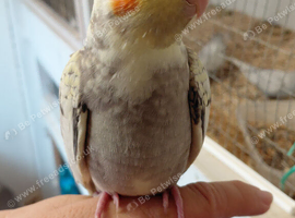 Tame baby cockatel.