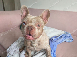 Rare Merle Isabella French Bulldog STUD