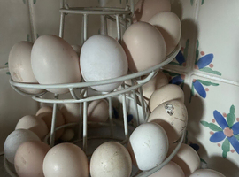 Pekin bantam hatching eggs