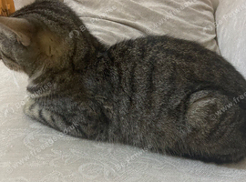 Cat for sale