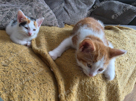 3 kittens